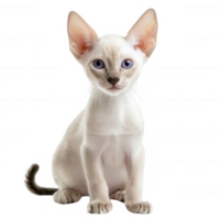 A playful kitten with striking blue eyes sitting gracefully on a white background. png