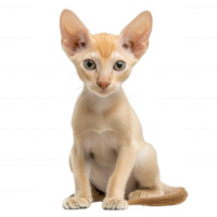 An adorable cream-colored cat with large ears and curious eyes posing gracefully. png