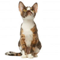 A curious cat gazing upwards with its striking yellow eyes, showcasing unique patterns. png