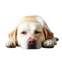 A peaceful Labrador retriever laying down, exuding a calm, relaxed demeanor. png