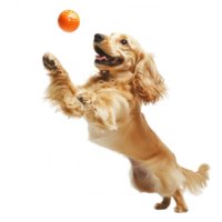 A playful dog leaps joyfully to catch a ball in a vibrant and cheerful setting. png