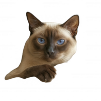 A close-up image of a Siamese cat with striking blue eyes and a curious expression. png