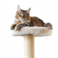 A fluffy cat relaxing on a cozy cat tree, enjoying its leisure time indoors. png