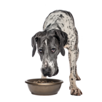 A great dane dog eating from a bowl, showcasing its unique coat and playful demeanor. png