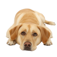 A cute and relaxed labrador retriever resting quietly on the floor. png