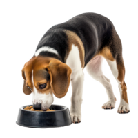 A beagle happily eating from its black food bowl, showcasing its playful nature. png