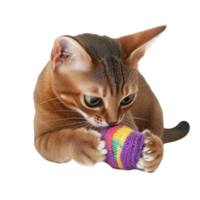 A playful cat enjoying its colorful knitting toy with excitement and curiosity. png