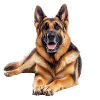 un simpático alemán pastor perro con un alegre expresión, acostado abajo en un blanco antecedentes. png