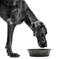 A great dane feeding from a bowl, showcasing its elegant stature and gentle demeanor. png