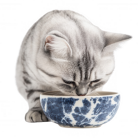 uma brincalhão gato explorando Está tigela do Comida com curiosidade e atenção. png