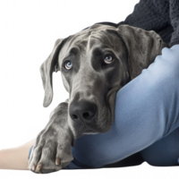 A gray dog resting its head on a person's lap, showcasing companionship and affection. png