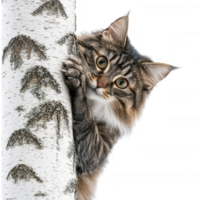 A curious cat peeking from behind a birch tree, showcasing its playful personality. png
