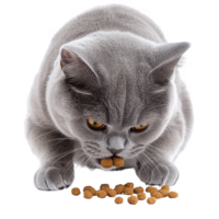 A playful grey cat munching on healthy cat food with a curious gaze. png