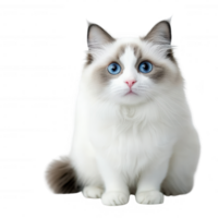 Adorable fluffy cat with striking blue eyes, perfectly posed and looking curious. png