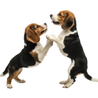 Two playful beagle puppies interacting in a joyful and fun way. png
