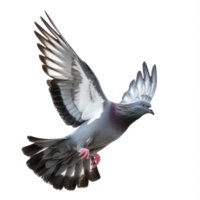 pigeon flying high resolution on a transparent background png