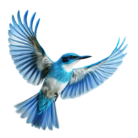 a kingfisher , elevation front view , isolated on transparent background png