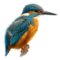a kingfisher , elevation front view , isolated on transparent background png