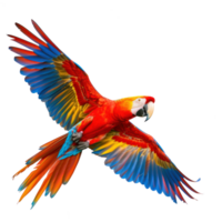 a colorful parrot flying in the air isolate on a transparent background png