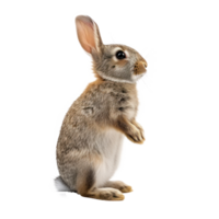 rabbit doing something random . transparent background png