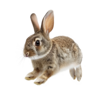 a rabbit run elevation front view isolated on transparent background png