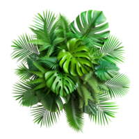 create a top view of tropical leaves, in transparent background png