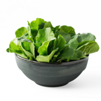 a bowl of fresh green leetuce close up side view green leaves only on a transparent background png