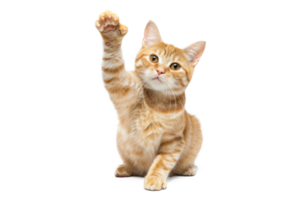 ginger cat sits with one front paw raised and looks at the camera on a white isolated background png