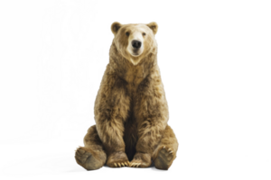 A friendly bear sitting facing forward, on a transparent background png