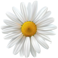 daisy flower isolate on transparent background png