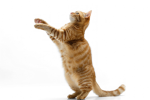 A cat stands up with two front paws up, full body and tail, transparent background png