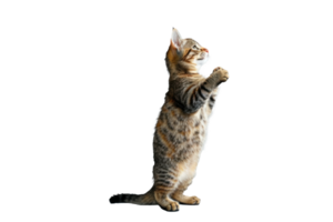 A cat stands up with two front paws up, full body and tail, transparent background png