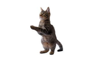a cat standing up and looking at something png