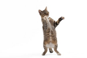 A cat stands up with two front paws up, full body and tail, transparent background png