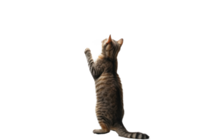 A cat stands up with two front paws up, full body and tail, transparent background png