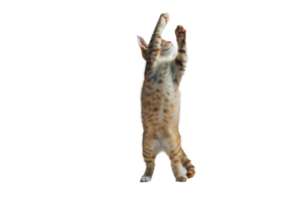 A cat stands up with two front paws up, full body and tail, transparent background png