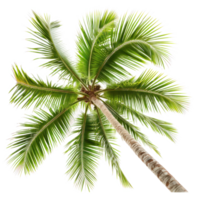 a palm tree on a isolate on transparent background png