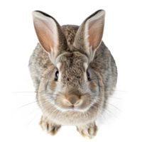 above perspective view of a Rabbit on a transparent background png