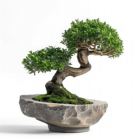 bonsai tree in a pot on a isolate on transparent background png