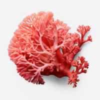 a coral on a transparent background png