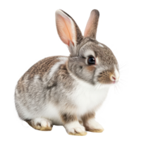 rabbit on a transparent background png