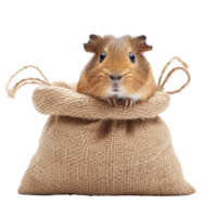 A bag of guinea pig food on a transparent background png