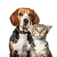Front view close up of Beagle and Bengal Cat isolated on a transparent background png