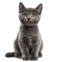 front view full body shot of a Chartreux kitten smiling isolated on a transparent background png
