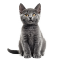 front view full body shot of a Chartreux kitten smiling isolated on a transparent background png