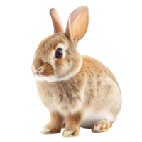rabbit on a transparent background png