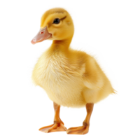 A Full Body Realistic Baby duckling, Remove Background, Solid White Background real duckling, yellow feathers png