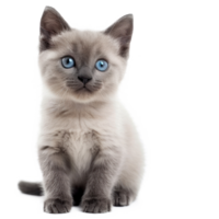 gray kitten with blue eyes sitting, isolate on transparent background png