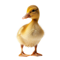 A Full Body Realistic Baby duckling real duckling, yellow feathers isolate on transparent background png