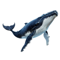 humpback whale isolate on transparent background png